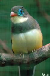 Harpactes mackloti