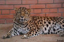 Moscow Zoo Centre for Rare Animals Reproduction (P)