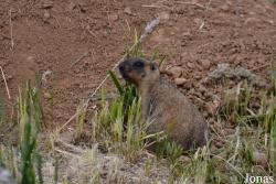 Moscow Zoo Centre for Rare Animals Reproduction (P)