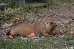 Moscow Zoo Centre for Rare Animals Reproduction (P)