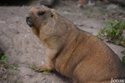 Moscow Zoo Centre for Rare Animals Reproduction (P)