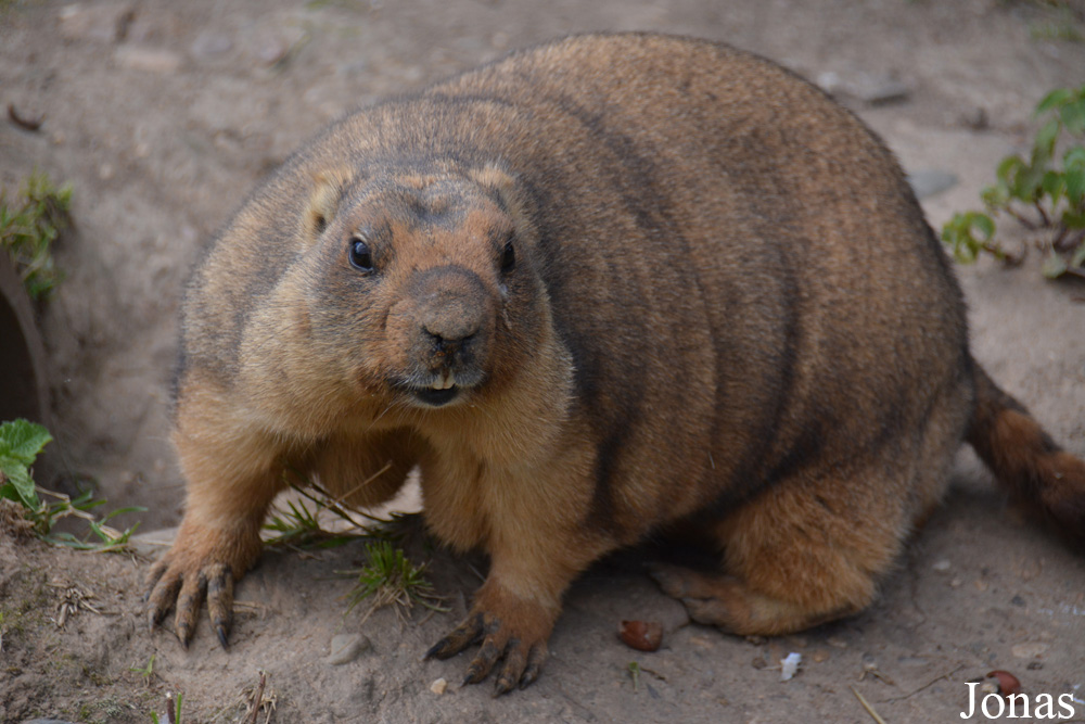 Moscow Zoo Centre for Rare Animals Reproduction (P)