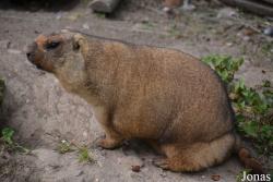 Moscow Zoo Centre for Rare Animals Reproduction (P)