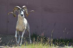 Moscow Zoo Centre for Rare Animals Reproduction (P)