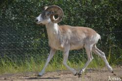 Moscow Zoo Centre for Rare Animals Reproduction (P)