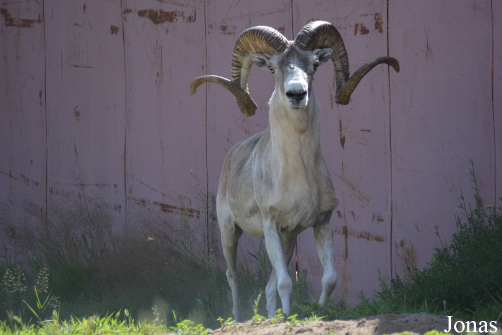 Moscow Zoo Centre for Rare Animals Reproduction (P)
