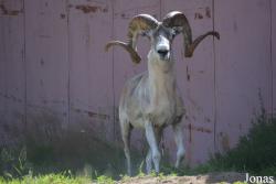 Moscow Zoo Centre for Rare Animals Reproduction (P)
