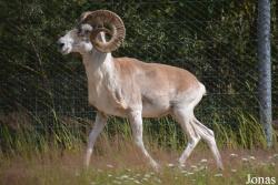 Moscow Zoo Centre for Rare Animals Reproduction (P)