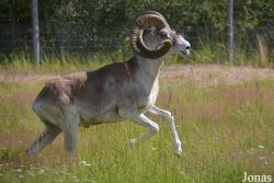 Moscow Zoo Centre for Rare Animals Reproduction (P)
