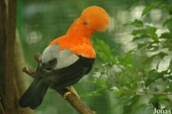 Rupicolinae