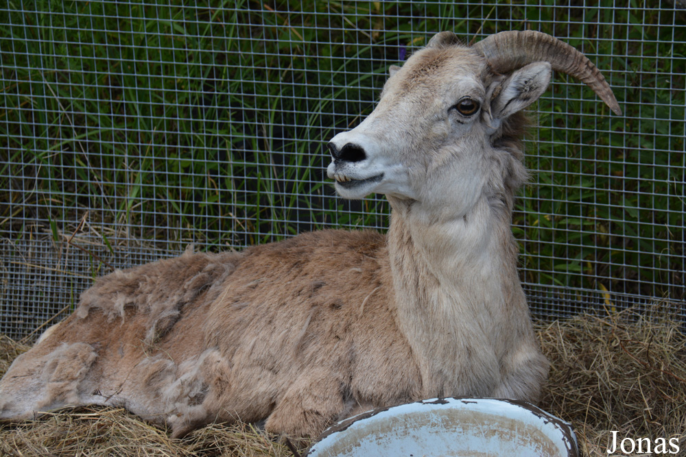 Moscow Zoo Centre for Rare Animals Reproduction (P)