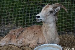 Moscow Zoo Centre for Rare Animals Reproduction (P)