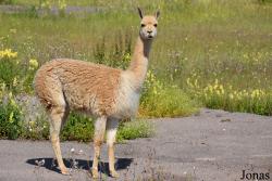 Moscow Zoo Centre for Rare Animals Reproduction (P)