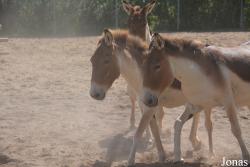 Moscow Zoo Centre for Rare Animals Reproduction (P)