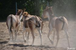 Moscow Zoo Centre for Rare Animals Reproduction (P)