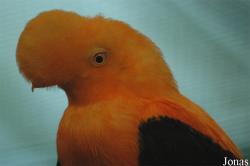 Vogelpark Walsrode