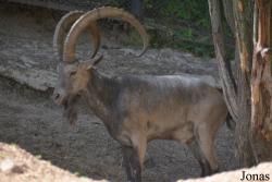 Moscow Zoo Centre for Rare Animals Reproduction (P)