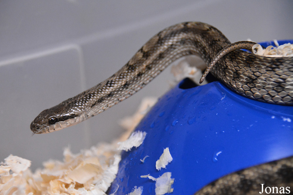 Moscow Zoo Centre for Rare Animals Reproduction (P)