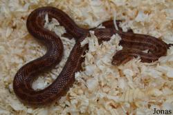 Moscow Zoo Centre for Rare Animals Reproduction (P)