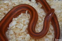 Moscow Zoo Centre for Rare Animals Reproduction (P)