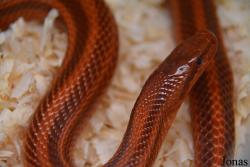 Moscow Zoo Centre for Rare Animals Reproduction (P)