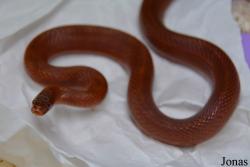Moscow Zoo Centre for Rare Animals Reproduction (P)