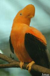 Vogelpark Walsrode