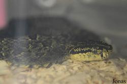 Moscow Zoo Centre for Rare Animals Reproduction (P)