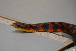 Moscow Zoo Centre for Rare Animals Reproduction (P)