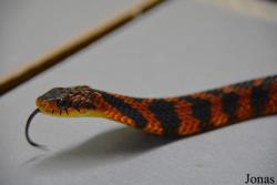 Pseudoxenodon macrops