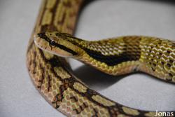 Pseudoxenodontinae