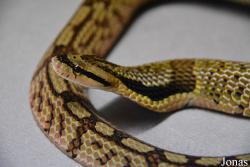 Moscow Zoo Centre for Rare Animals Reproduction (P)