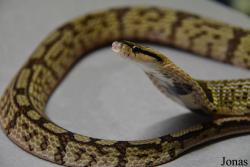 Moscow Zoo Centre for Rare Animals Reproduction (P)