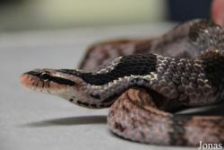 Moscow Zoo Centre for Rare Animals Reproduction (P)