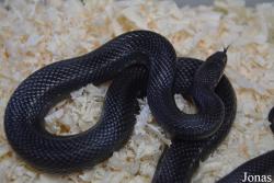 Moscow Zoo Centre for Rare Animals Reproduction (P)