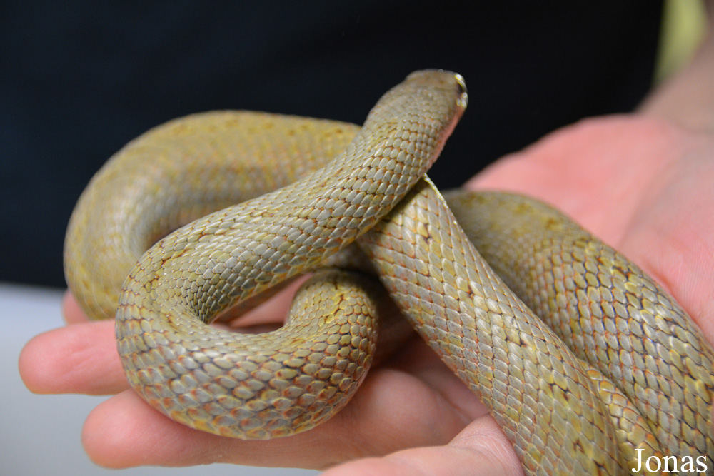 Moscow Zoo Centre for Rare Animals Reproduction (P)