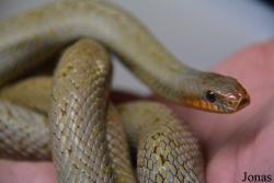 Moscow Zoo Centre for Rare Animals Reproduction (P)