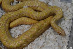 Moscow Zoo Centre for Rare Animals Reproduction (P)
