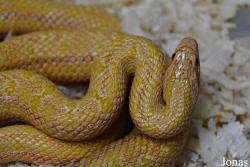 Moscow Zoo Centre for Rare Animals Reproduction (P)