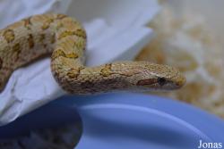 Moscow Zoo Centre for Rare Animals Reproduction (P)