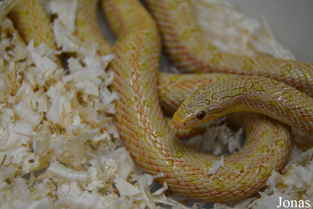 Moscow Zoo Centre for Rare Animals Reproduction (P)