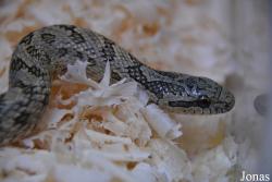 Moscow Zoo Centre for Rare Animals Reproduction (P)
