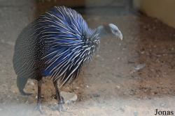 Bird Park Vorobyi