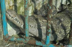 Qingdao Zoo