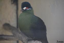 Bird Park Vorobyi