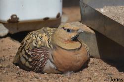 Bird Park Vorobyi