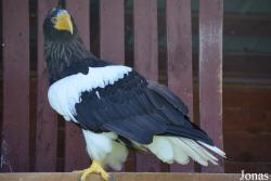Bird Park Vorobyi