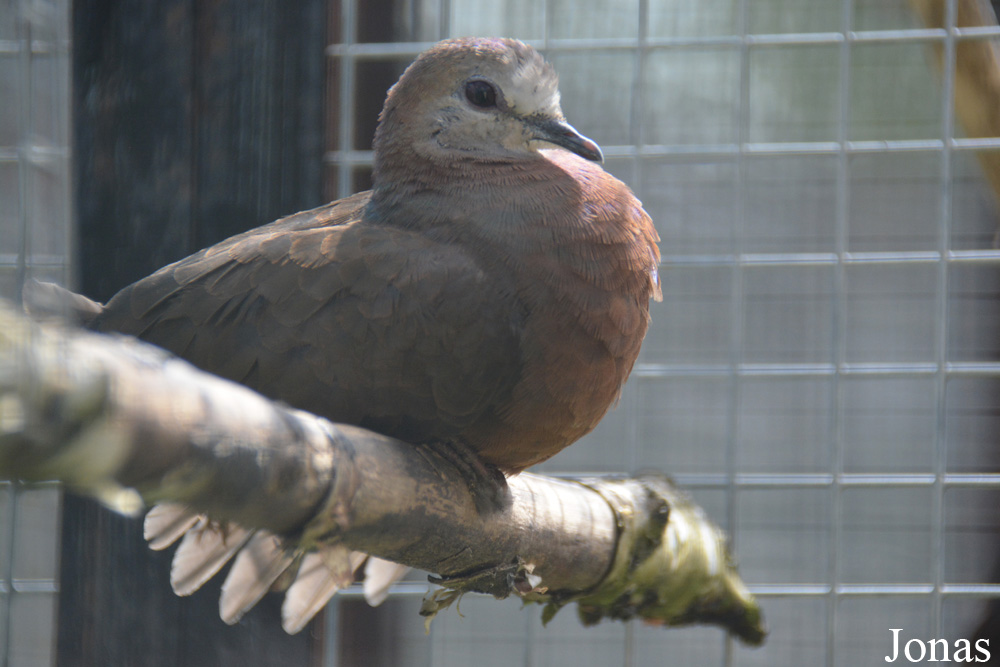 Bird Park Vorobyi