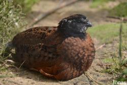 Colinus virginianus ridgwayi