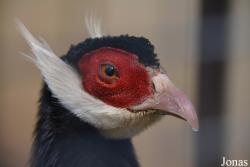 Bird Park Vorobyi